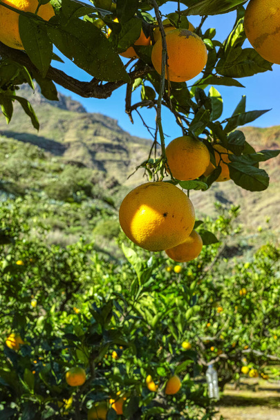 Смачна плантація морських апельсинів з багатьма апельсиновими цитрусовими фруктами, що звисають на деревах, долина Аґаете, Гран Канарія, Канарські острови, Іспанія. - Фото, зображення