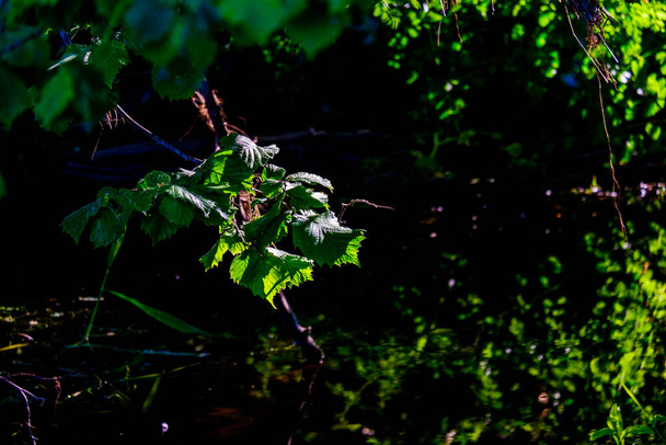 Yeşil arka planı olan İngiliz kireç ağacının tohumları - Fotoğraf, Görsel