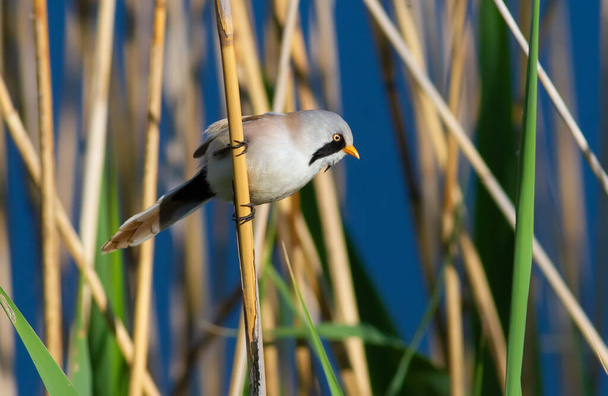Panurus biarmicus, Bearded reedling, Bearded tit. Early in the morning the male sits on a stalk of reed on the river bank - Photo, Image