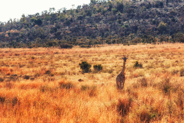 Una jirafa caminando en la sabana africana de la Reserva Natural Safari Marakele
 - Foto, imagen