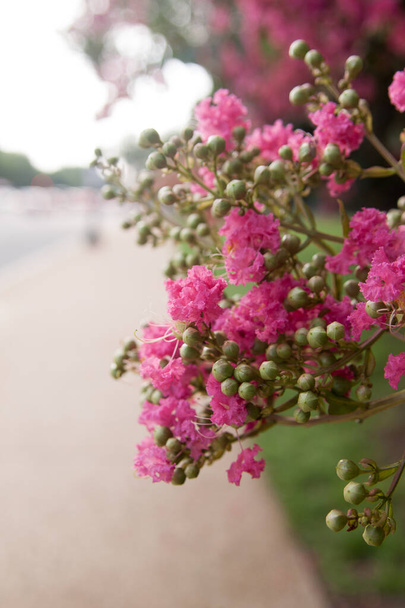 Green and Pink Frame Covered by Leaves and Flowers Це дорога у Вашингтоні, недалеко від меморіалу Лінкольна.. - Фото, зображення