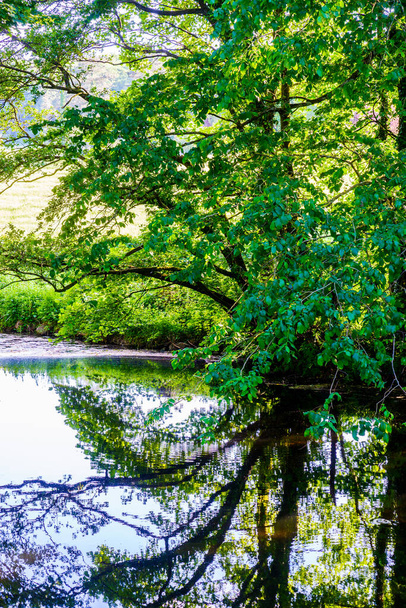 Scène estivale ensoleillée avec petite rivière et arbres verts suspendus
. - Photo, image