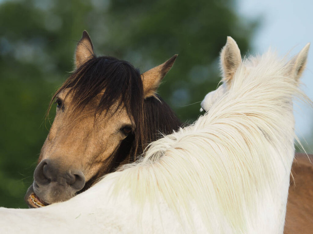 Deux chevaux montrent un comportement de troupeau typique en se toilettant mutuellement
. - Photo, image