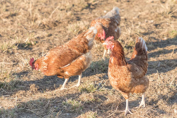 Maaseudun maatalouden kohtaus ilmainen onnellinen kanat ulkona. Ekologinen karjankasvatus ja omavaraisuus kestävien kanojen osalta. - Valokuva, kuva