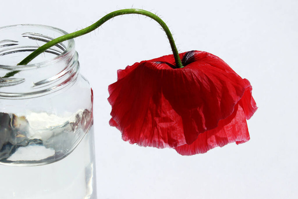 Beautiful red poppy in a glass jar on a white background. Red flower in a glass, place for text, horizontal view. Abstract botanical background. - Photo, Image