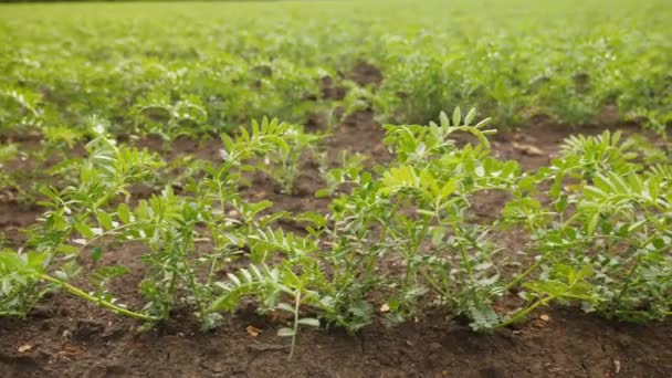 Mudas de grão de bico verde germinadas em um campo agrícola
 - Filmagem, Vídeo
