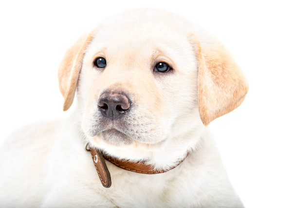 Portrait of a cute Labrador puppy isolated on white background - Фото, зображення
