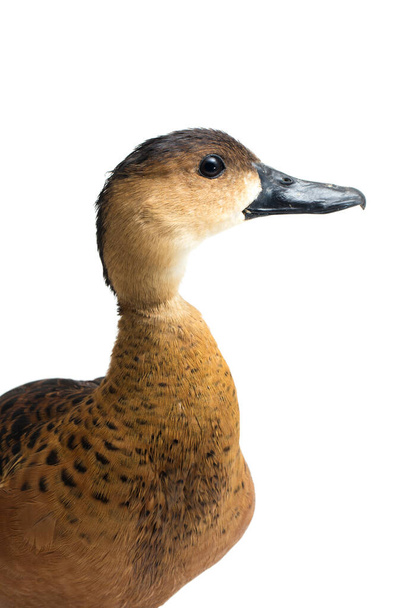 O pato assobiando errante (Dendrocygna arcuata) ou pato de árvore isolado no fundo branco
 - Foto, Imagem