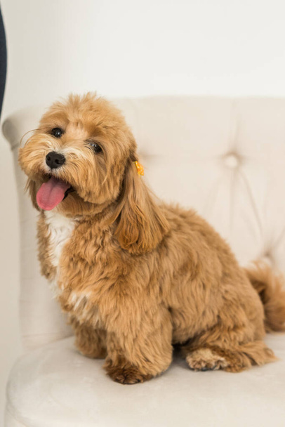 Mutlu oyuncak kaniş beyaz koltuğa otur ve kamerada dilini göster. Zencefilli köpeğin yakın portresi - Fotoğraf, Görsel