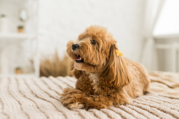 Маленький іграшковий пудель лежить на ліжку з коричневим покриттям. Портрет імбирного собаки з жовтим шпилькою
 - Фото, зображення