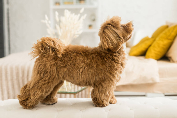 Pie de caniche de juguete feliz en sillón blanco. Vista lateral del perro jengibre mirar hacia arriba
 - Foto, imagen