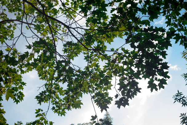 A fák zöld levelei alulról néznek a kék nyári égboltra. Természetes jelenet - Fotó, kép