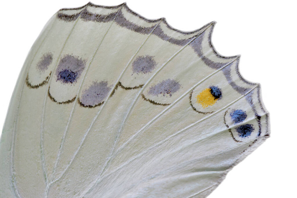 Prachtig deel van vlinder vleugel in close-up met heldere korrel en textuur, witte keizer vlinder - Foto, afbeelding