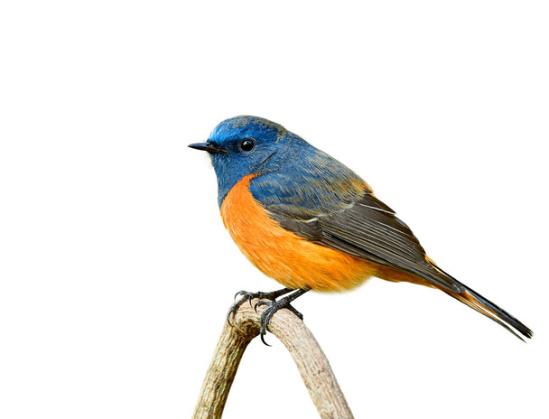 Bella blu e oragne Uccello appollaiato su sfondo isolato bastone di legno, esotico collezione di animali selvatici
 - Foto, immagini