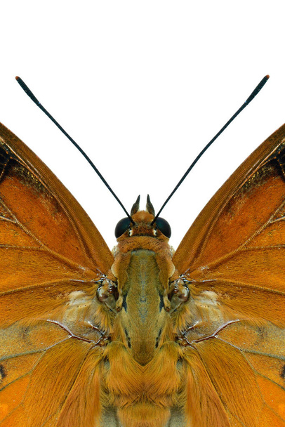 grote ogen van Charaxes bernardus heirax, Common Tawny Rajah, mooie bruine vlinder met sterke antennes over witte achtergrond, verwonderde natuur - Foto, afbeelding