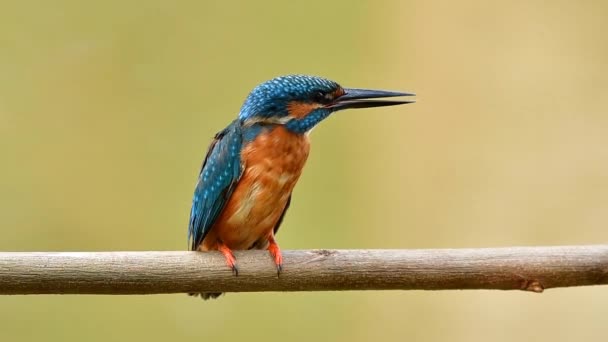 small bright blue and brown chest bird alerting to its invading enemy, common kingfisher - Footage, Video