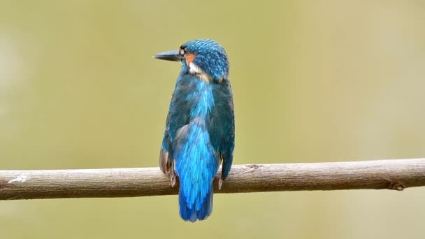 Common kingfisher beautiful back blue bird with velvet feathers listening to other birds coming attack - Footage, Video