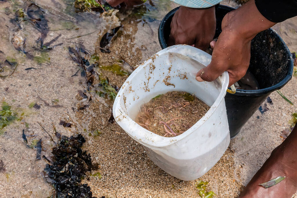 海洋無脊椎動物はビーチで砂の中の男によって収集されています。インドネシアのバリ - 写真・画像