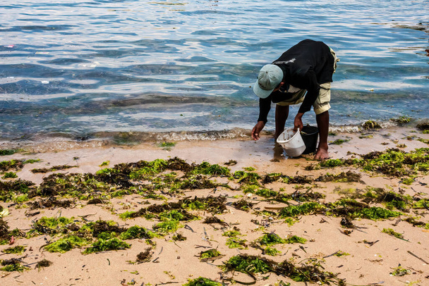 Ein Mann sammelt wirbellose Meerestiere im Sand an einem Strand in Bali, Indonesien - Foto, Bild