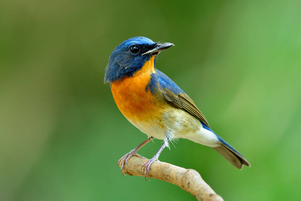 γοητευμένος μπλε και πορτοκαλί πουλί περήφανα σκαρφαλώνει σε λεπτό ξύλο σε μαλακό φόντο, κινεζική μπλε flycatcher (Cyornis glucicomans)  - Φωτογραφία, εικόνα