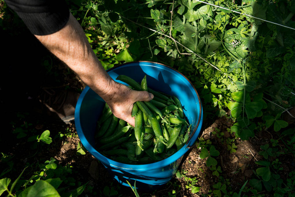野菜の庭で緑のエンドウ豆を選ぶ老女. - 写真・画像