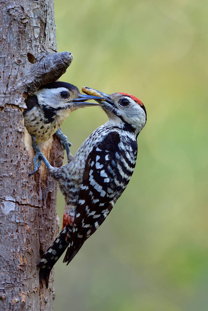 Pai pássaro alimentando seu bebê em ninho de madeira durante a época de reprodução em ambiente macio e borrão fundo verde
 - Foto, Imagem