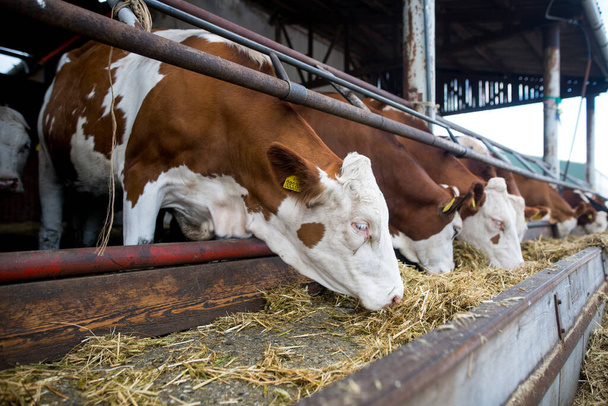 Sok tehén eszik egy kis takarmányt a hatalmas tehénfarmon, gazdálkodási koncepció, mezőgazdaság - Fotó, kép