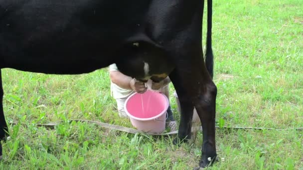 çiftçi eli süt ineği - Video, Çekim