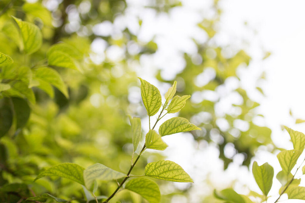 green leaves on the tree in nature . - 写真・画像