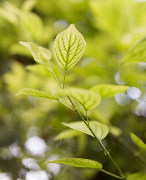 green leaves on the tree in nature . - Valokuva, kuva