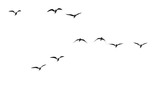 silhouette of a flock of birds on a white background . - Photo, Image