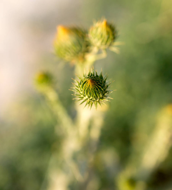 bud on the prickly plant in nature . - Zdjęcie, obraz