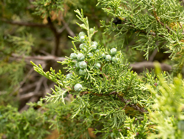 coniferous branch on nature . In the park in nature - Photo, image