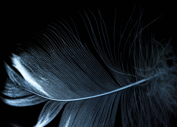 a feather in the inversion on a black background . - Fotografie, Obrázek