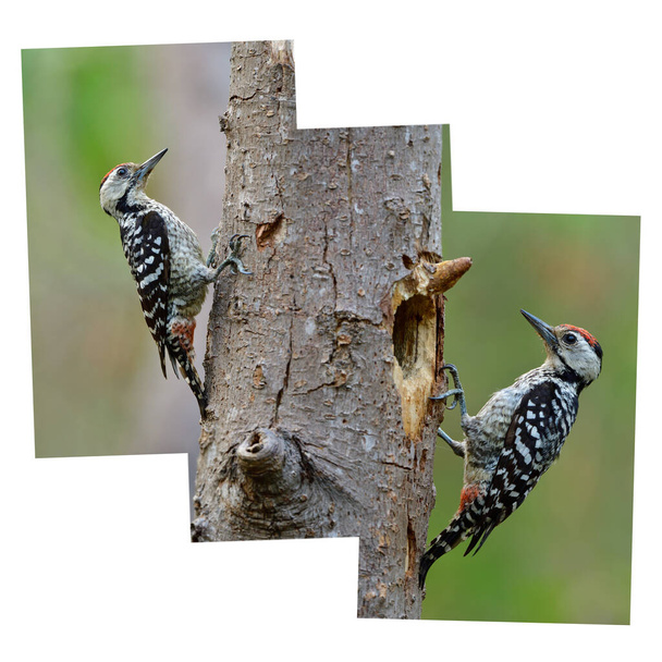 Senza soluzione di continuità di titching bianco e nero uccello mimetico con testa rossa su albero in natura in stile illustrazione
 - Foto, immagini
