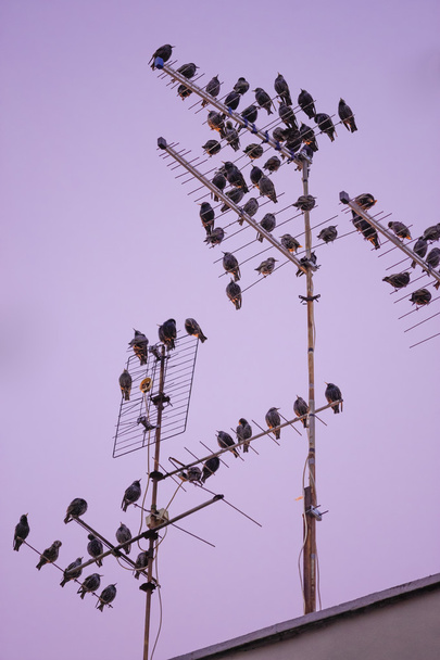 sığırcık kuşu sürüsü - Fotoğraf, Görsel