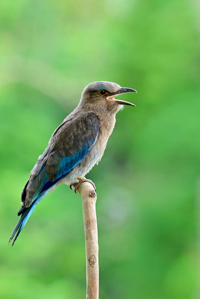 Oiseau chanteur, joli oiseau gris à bleu perché sur une branche en bois dans la nature appelant ses parents, Rouleau indien juvénile (Jay bleu
)  - Photo, image