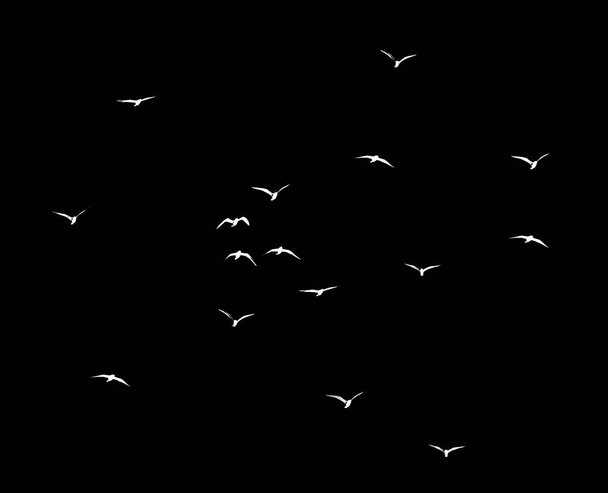 silhouette of a flock of birds on a black background . - Foto, immagini