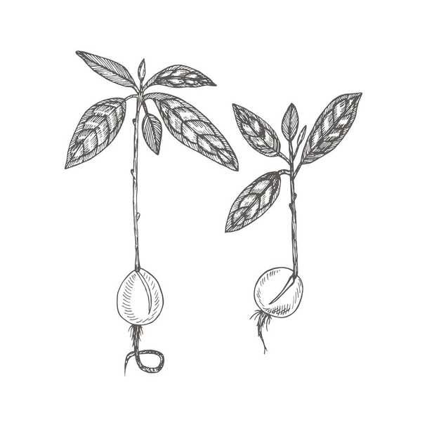 Set Seedling Avocado. Botanical illustrations in the engraving style. Tropical plant. - Vektor, obrázek