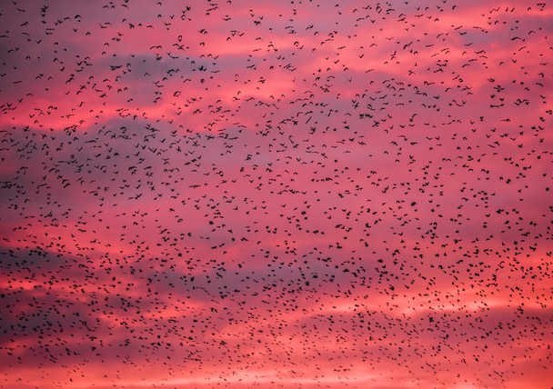 sığırcık kuşu sürüsü - Fotoğraf, Görsel