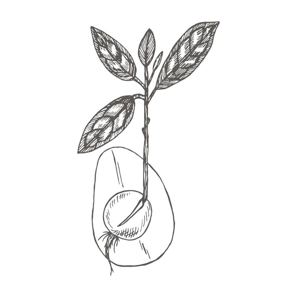 Seedling Avocado.Collection of hand-drawn flowers and plants. Tropical evergreen fruit plant. - Vektör, Görsel