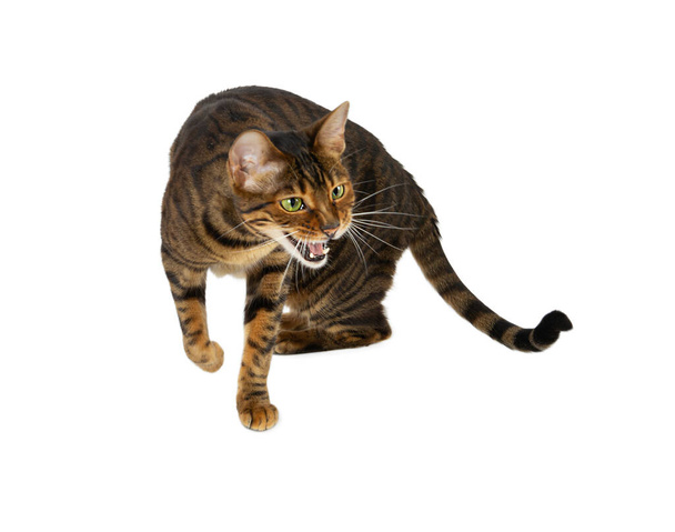 Aggressive Katzenrasse Toyger faucht. Isoliert auf weißem Hintergrund. - Foto, Bild