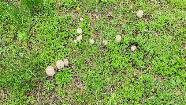 Звичайні гриби ростуть серед зеленої трави в розчистці. Копрінус білий
. - Фото, зображення