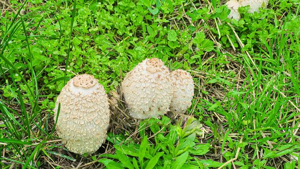 Звичайні гриби ростуть серед зеленої трави в розчистці. Копрінус білий
. - Фото, зображення
