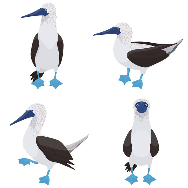 Blue-footed booby in different poses. Tropical bird in cartoon style. - Vecteur, image