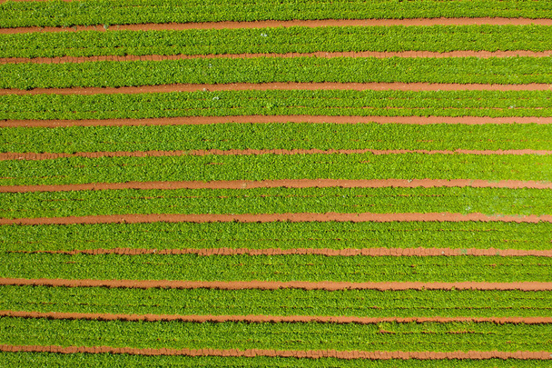 Row of Green Beans ready for picking. - Valokuva, kuva