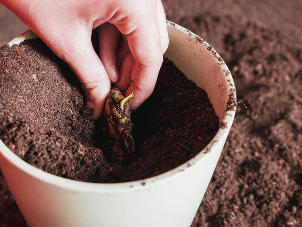 Kız saksının içine mango tohumu ekiyor ve üstünü toprakla örtüyor. - Fotoğraf, Görsel