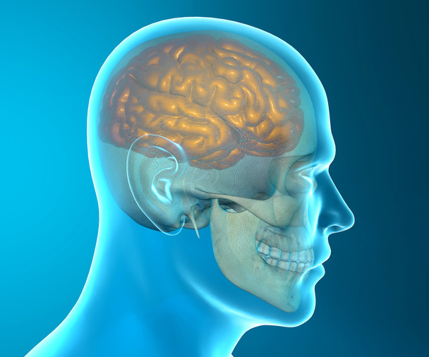 afbeelding van menselijke schedel - Foto, afbeelding