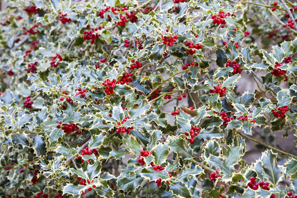 Holly, English holly, European holly, or Christmas holly, Ilex aquifolium. - Photo, Image