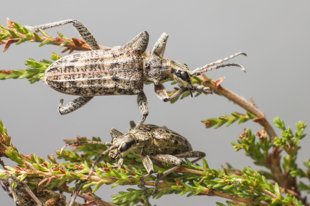Чернопятнистые плоскогубцы поддерживают жука (Rhagium mordax
) - Фото, изображение